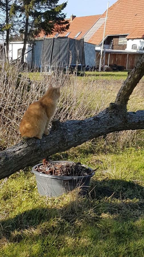 Fewo Am Saalerbodden Bartelshagen  Zewnętrze zdjęcie